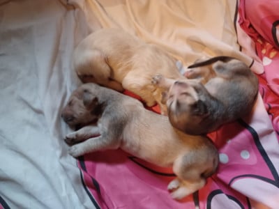 Les chiots de Levrier afghan
