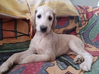 Les chiots de Levrier afghan