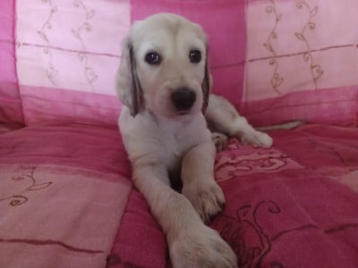 Les chiots de Levrier afghan