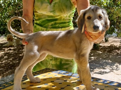 Les chiots de Levrier afghan