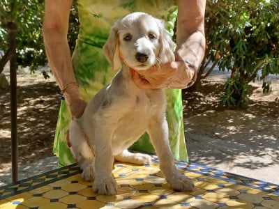 Les chiots de Levrier afghan