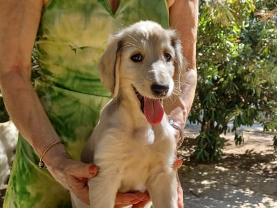 Les chiots de Levrier afghan
