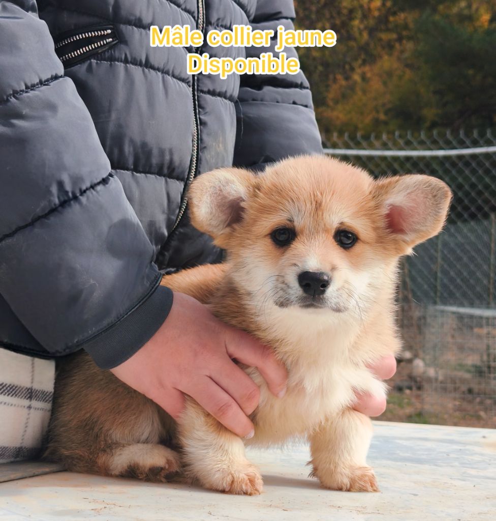 Mâle collier jaune