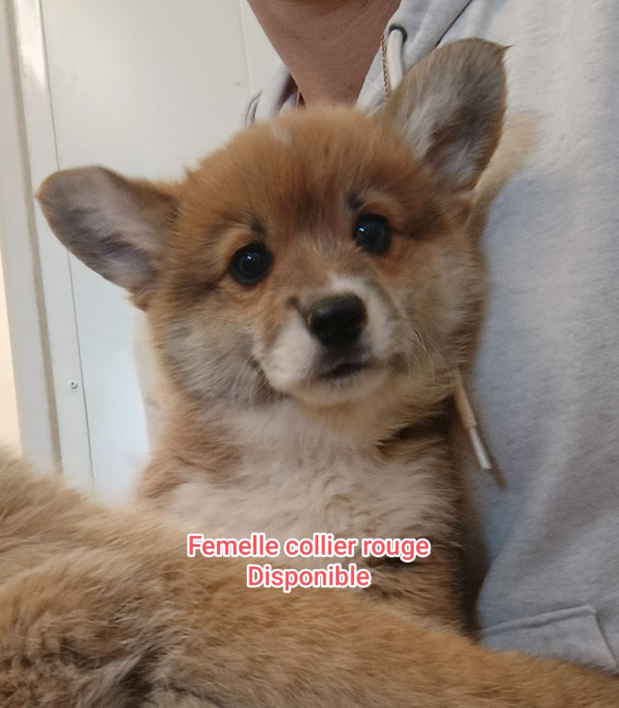 Femelle collier rouge