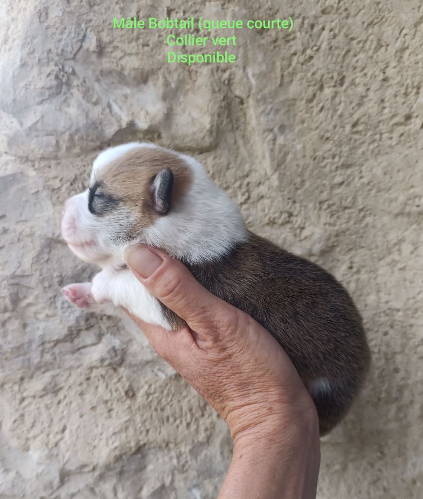 Mâle Bobtail collier vert