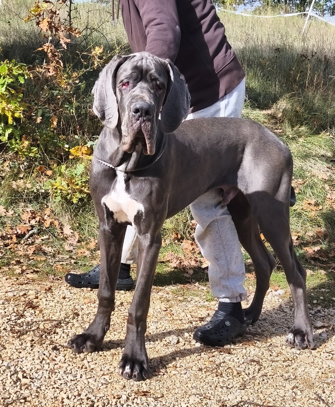 Dogue allemand - de l'Outsaïna