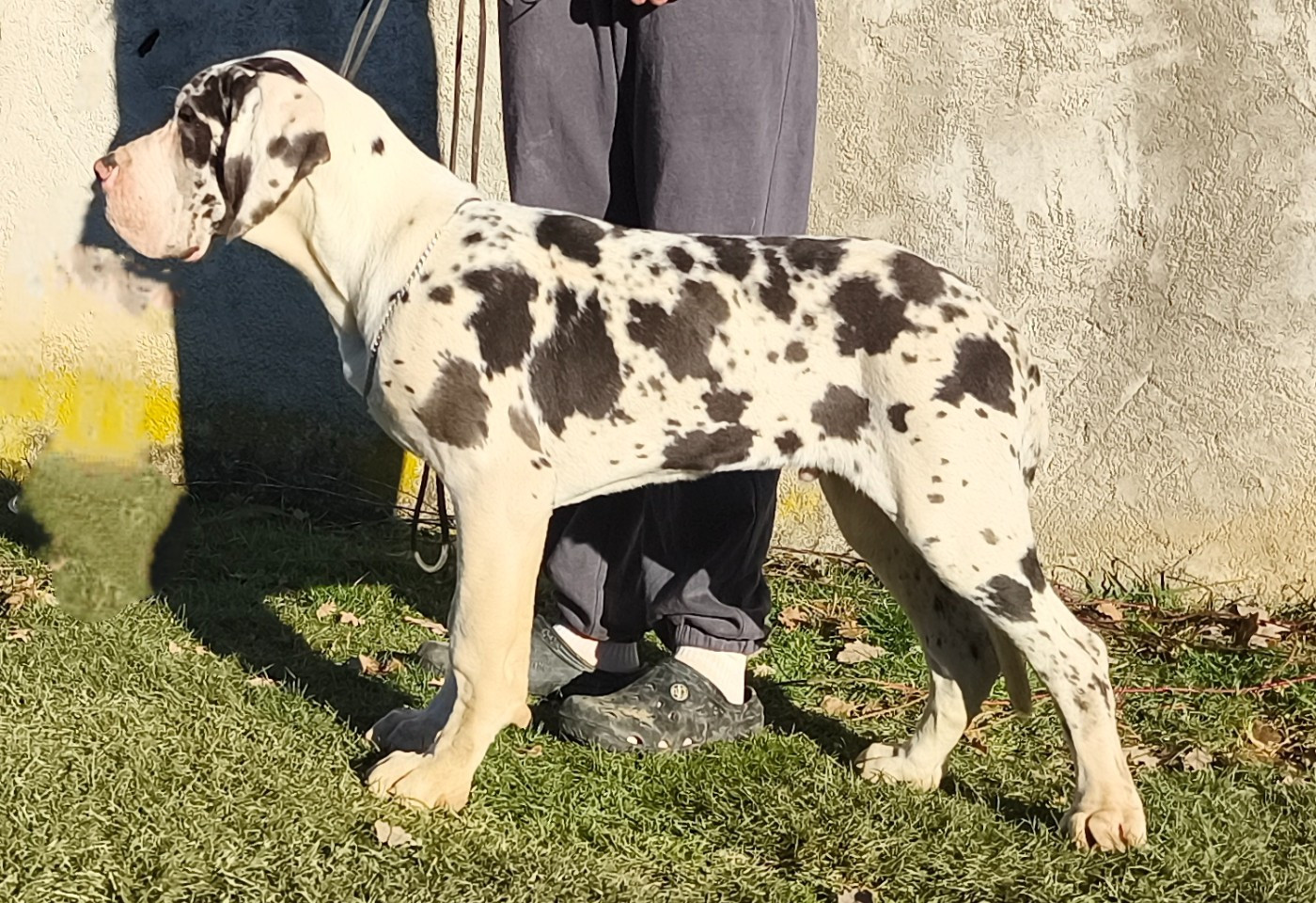Mâle Arlequin collier vert