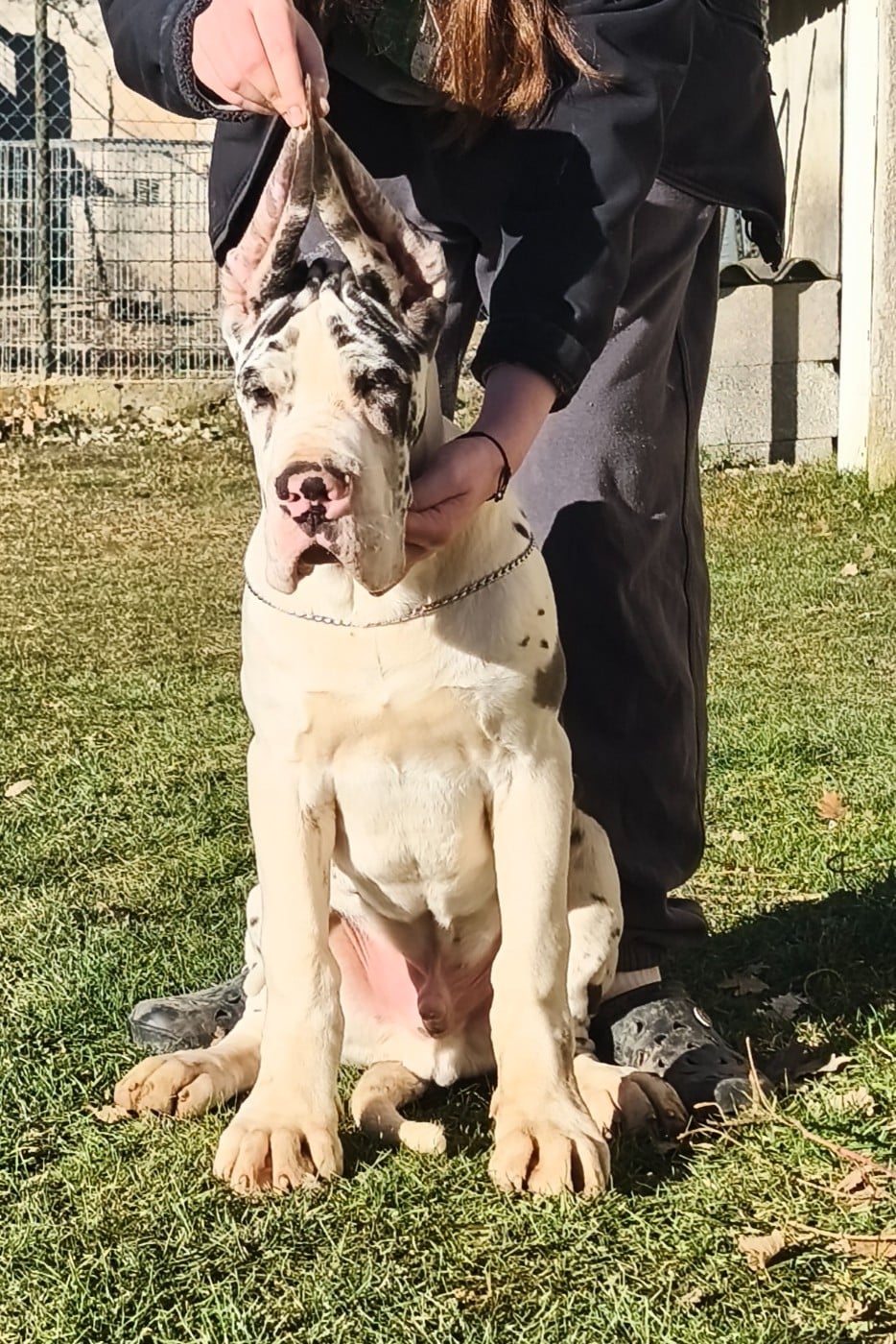 Mâle Arlequin collier vert