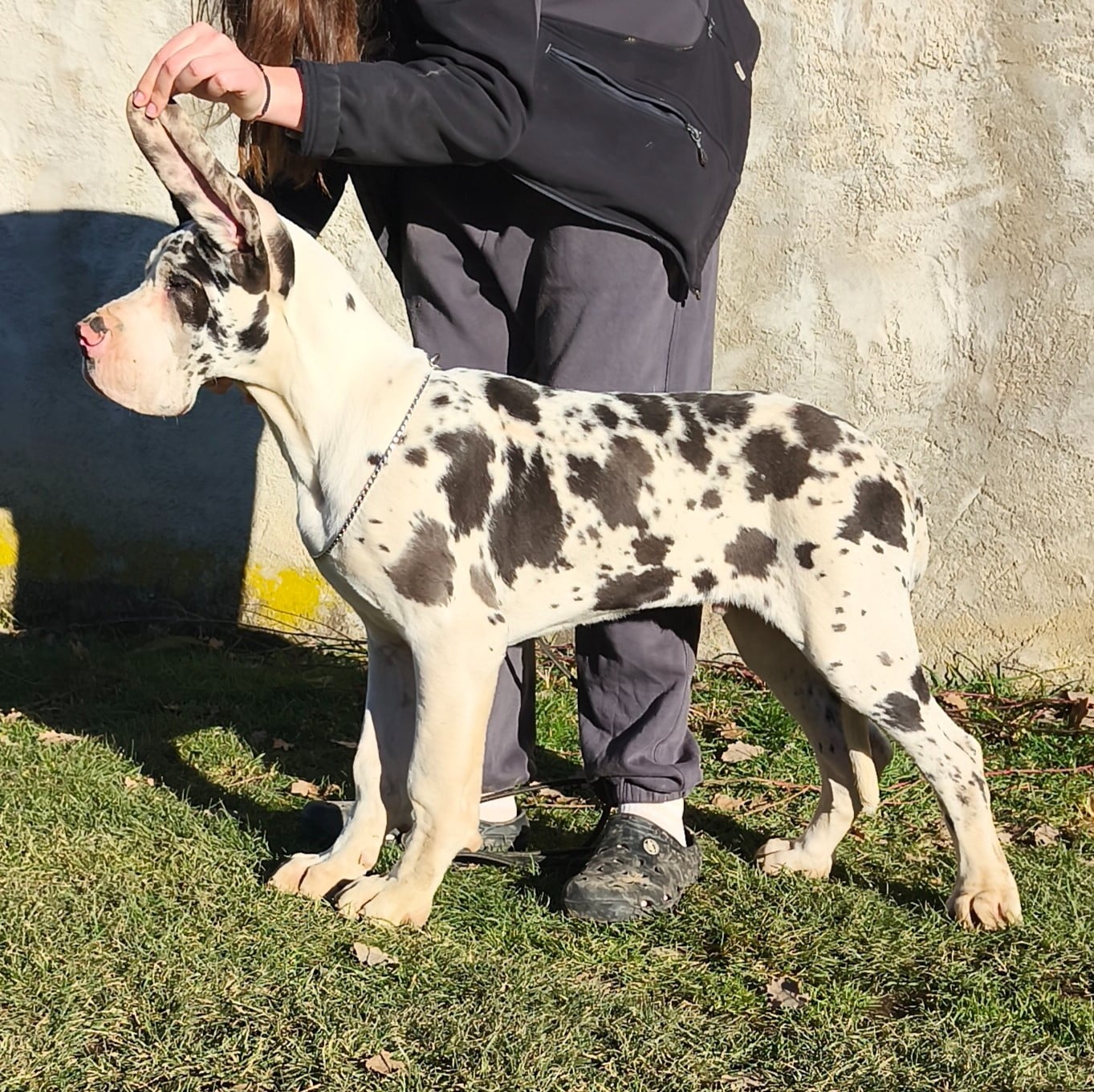 Mâle Arlequin collier vert