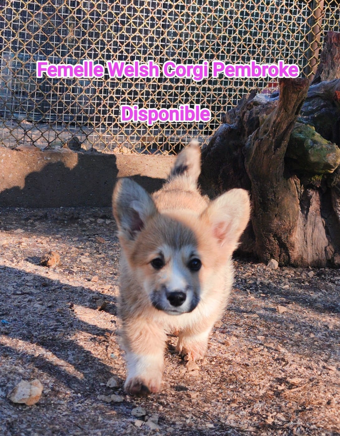 Femelle collier violet