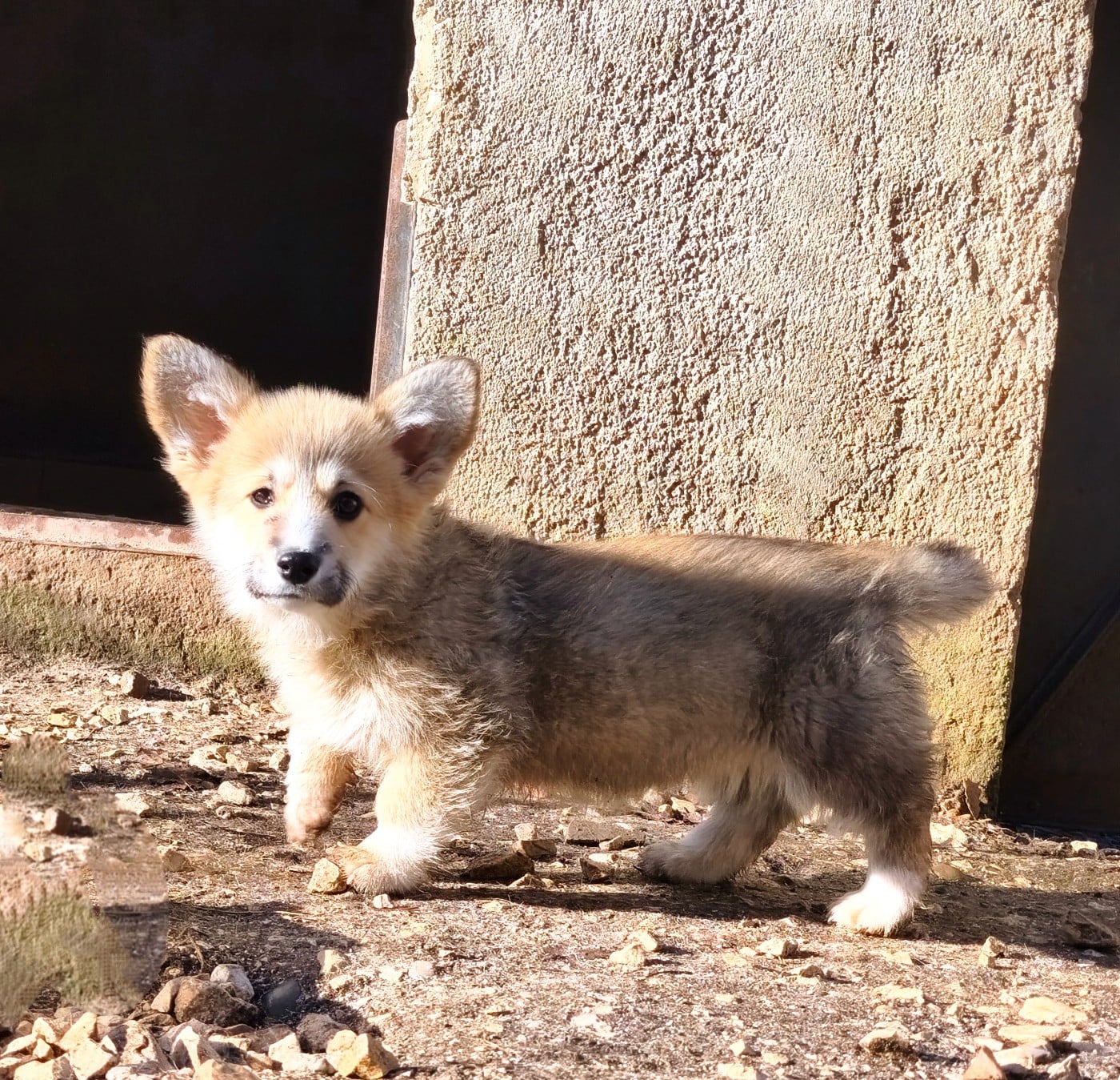 Femelle collier violet