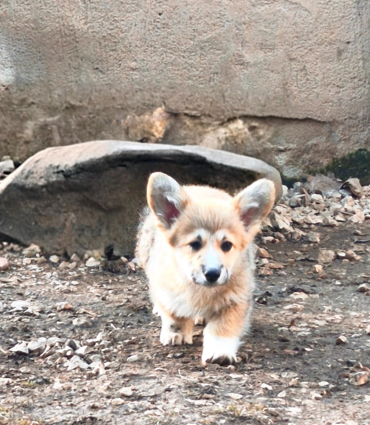 Femelle collier violet