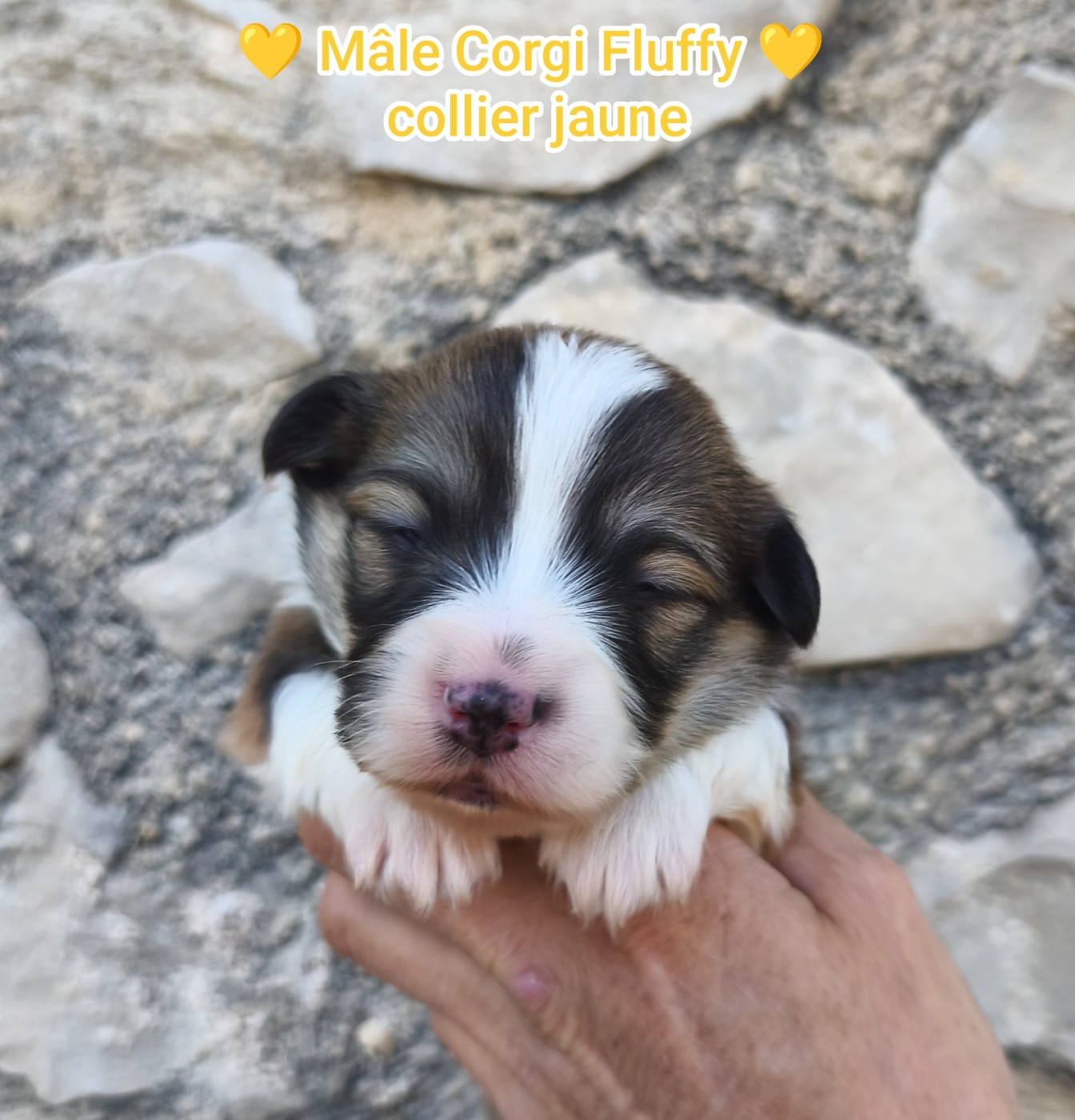 Mâle FLUFFY/collier jaune - Welsh Corgi Pembroke