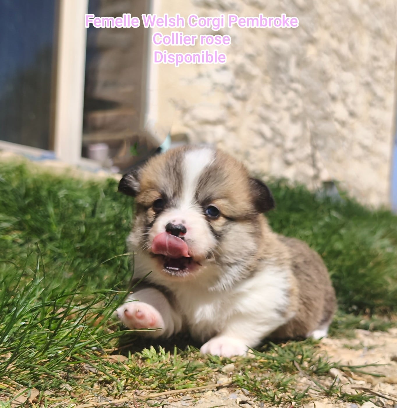 Welsh Corgi Pembroke - de l'Outsaïna