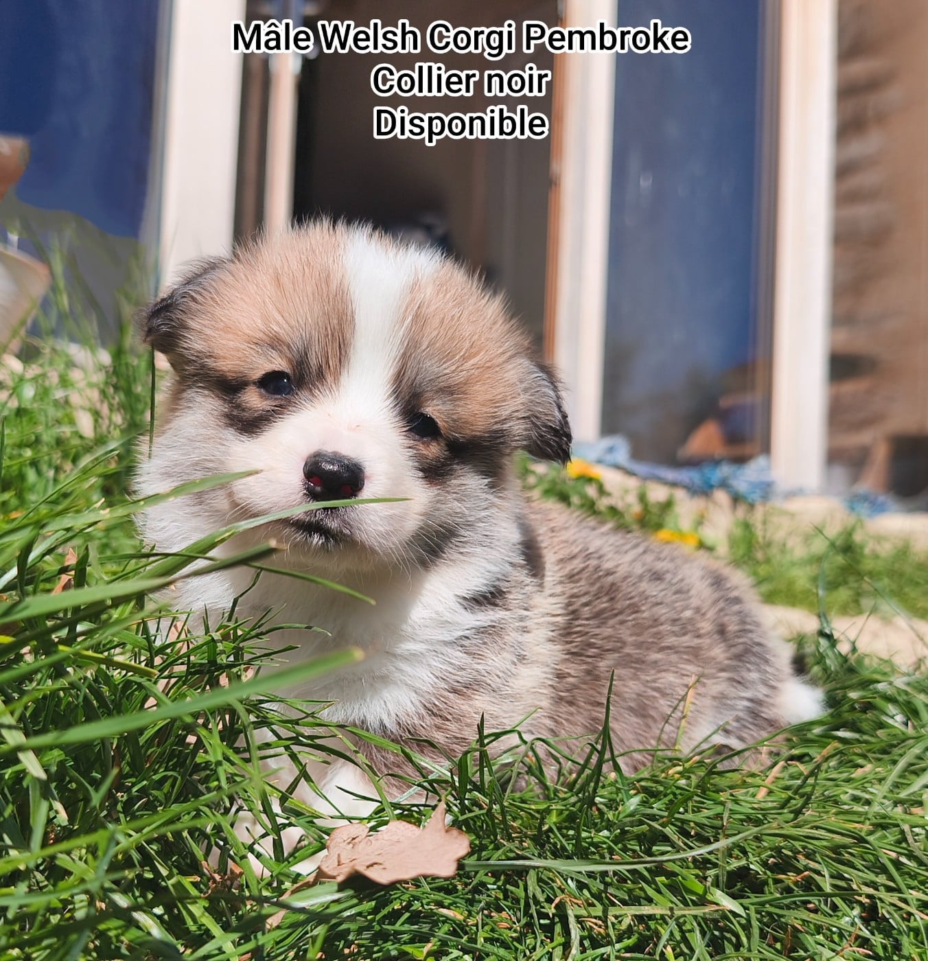 Welsh Corgi Pembroke - de l'Outsaïna