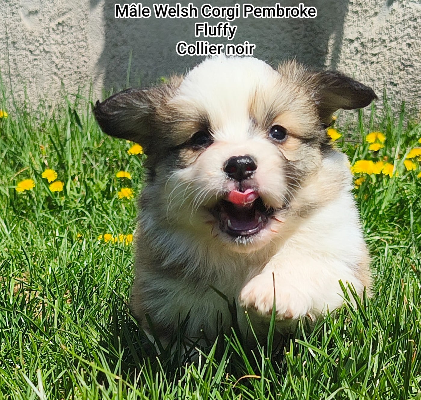 Welsh Corgi Pembroke - de l'Outsaïna