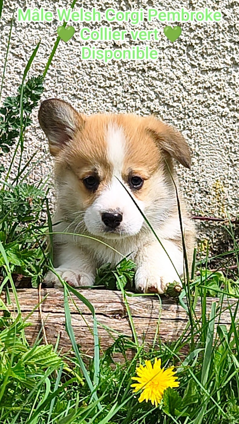 Welsh Corgi Pembroke - de l'Outsaïna