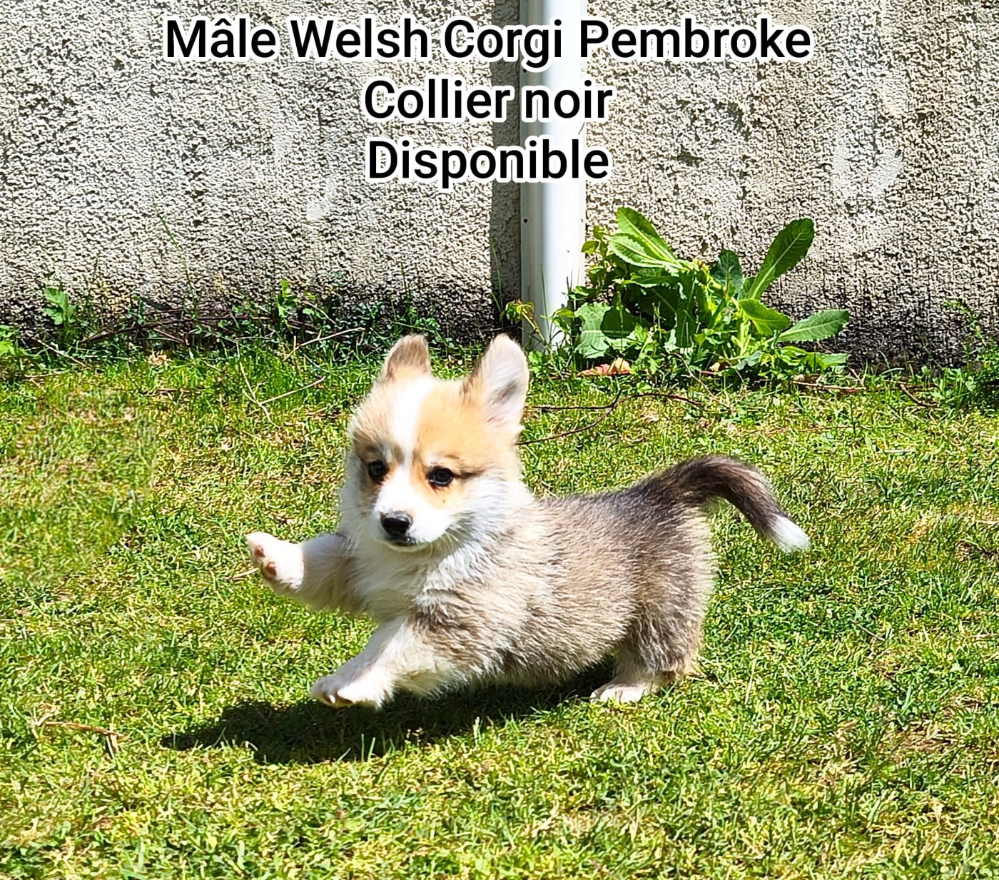 Welsh Corgi Pembroke - de l'Outsaïna