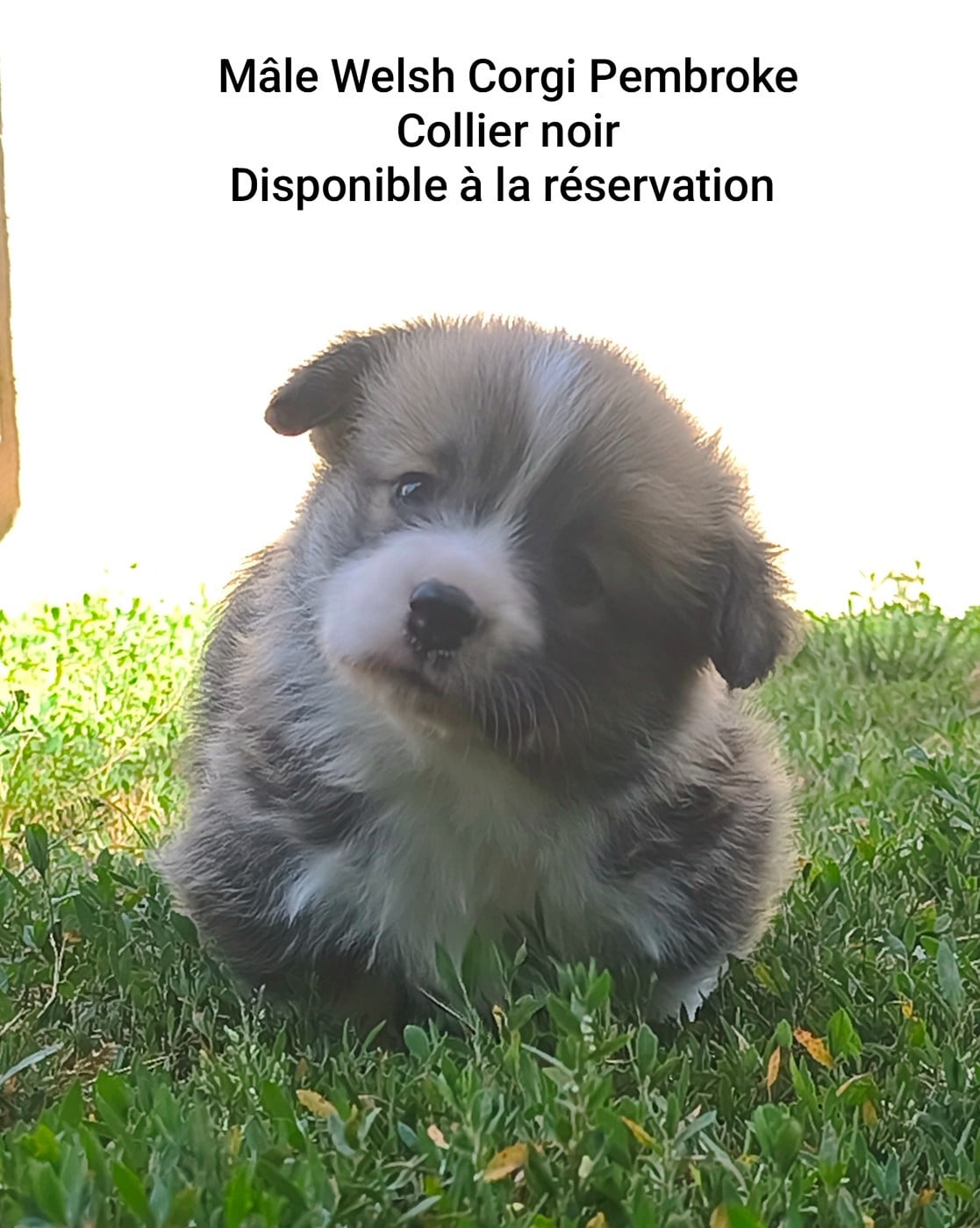 Chiot N°1