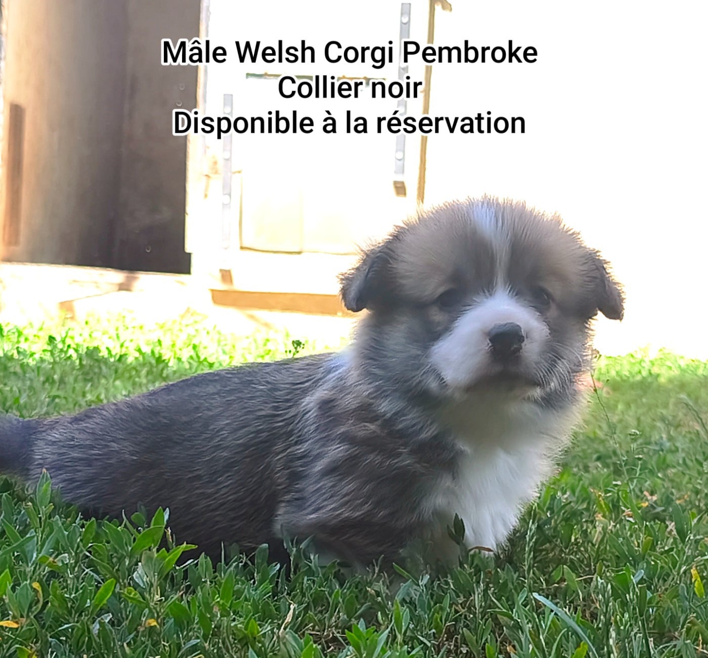 Chiot N°1