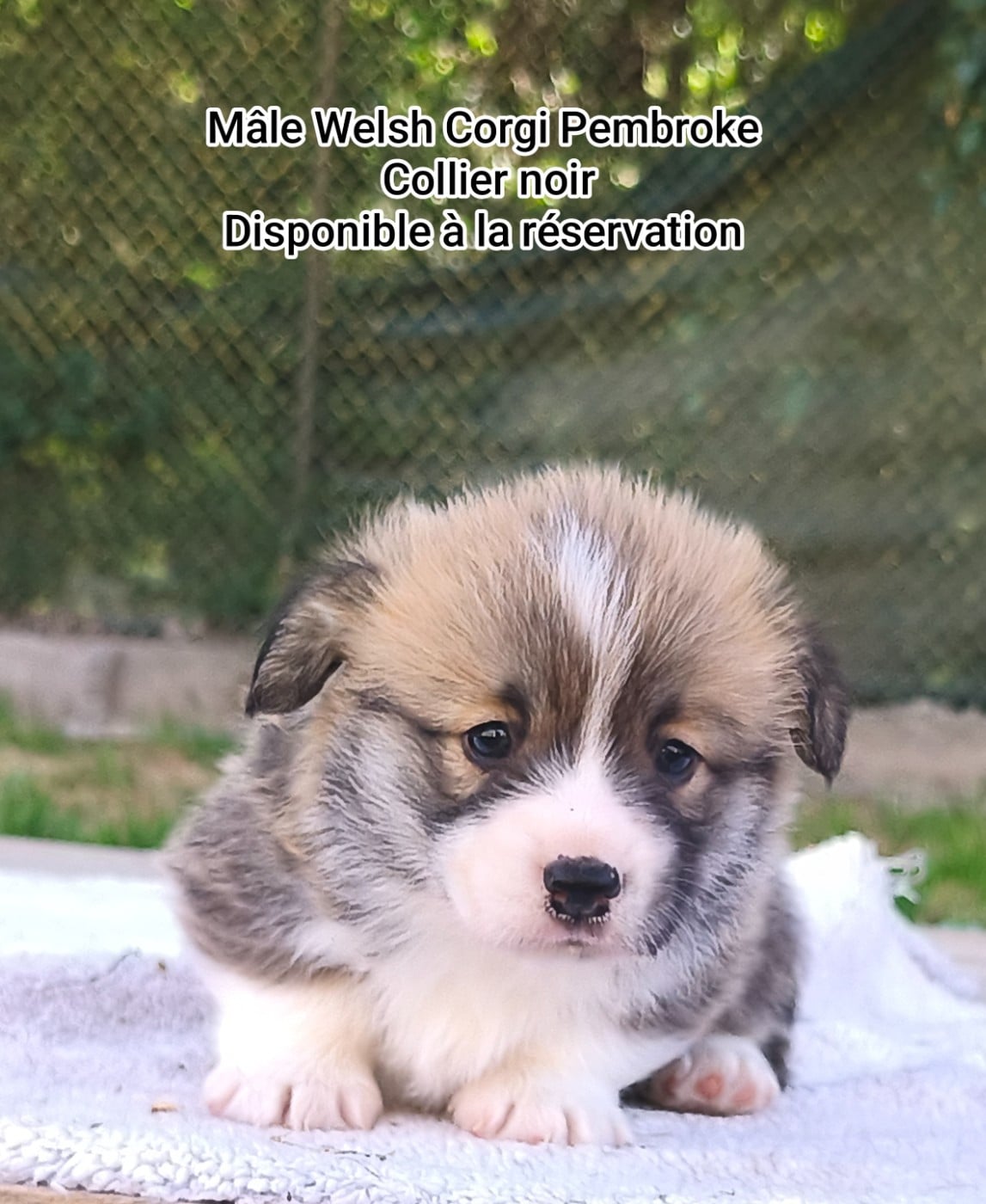 Chiot N°1