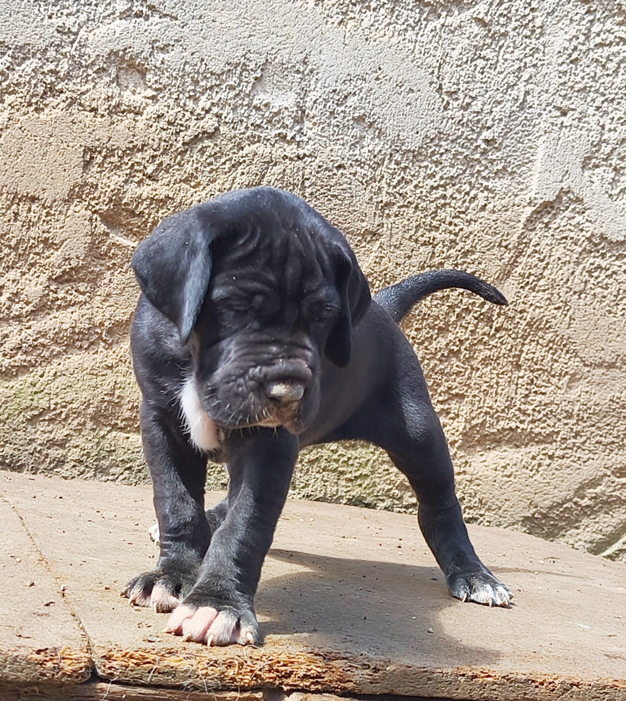 Dogue allemand - de l'Outsaïna