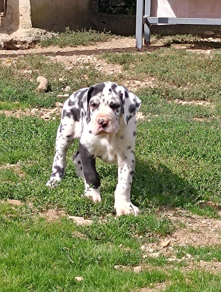Mâle Arlequin collier bleu