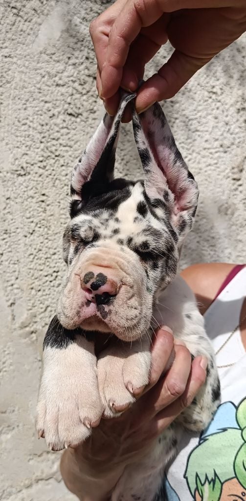 Mâle Arlequin collier bleu