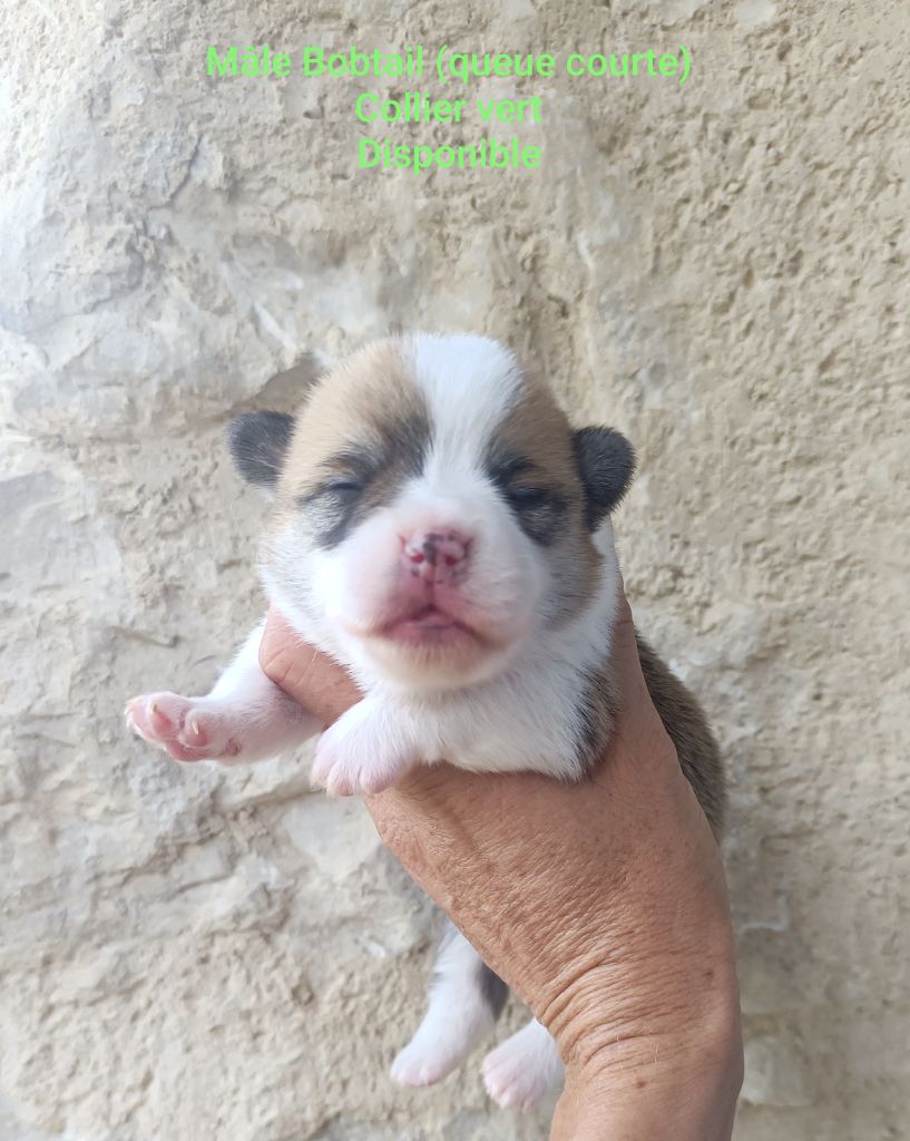 Mâle Bobtail collier vert