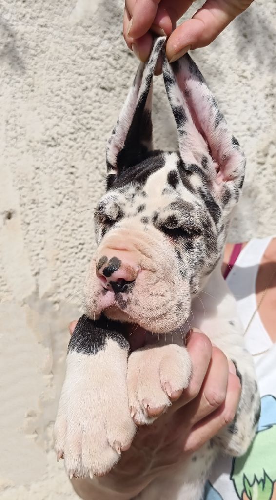 Mâle Arlequin collier bleu