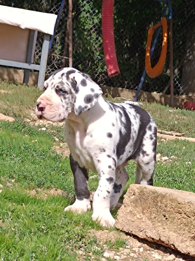 Mâle Arlequin collier bleu