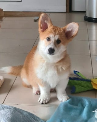 Les chiots de Welsh Corgi Pembroke