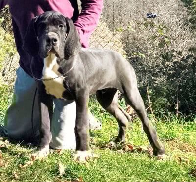 Les chiots de Dogue allemand