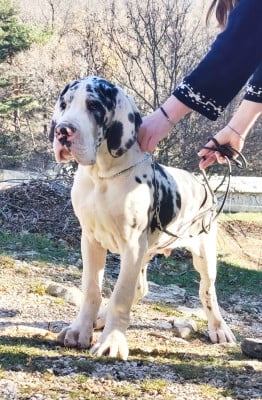 Les chiots de Dogue allemand