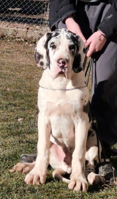 Les chiots de Dogue allemand