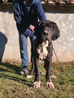 Les chiots de Dogue allemand