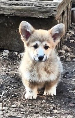 Les chiots de Welsh Corgi Pembroke