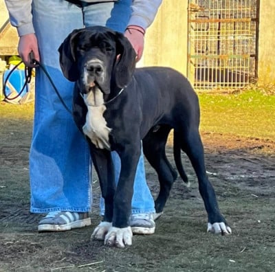 Les chiots de Dogue allemand
