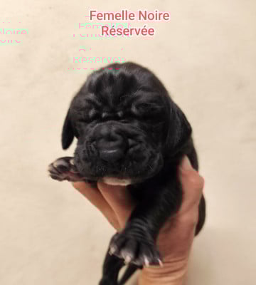 Les chiots de Dogue allemand