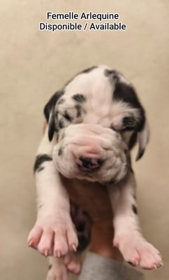 Les chiots de Dogue allemand