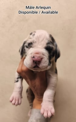 Les chiots de Dogue allemand