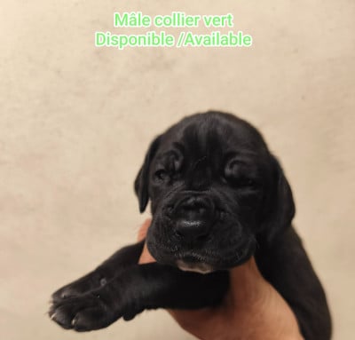 Les chiots de Dogue allemand