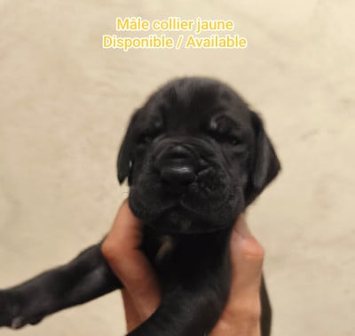 Les chiots de Dogue allemand