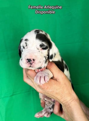 Les chiots de Dogue allemand