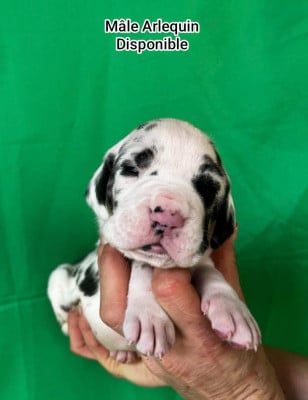 Les chiots de Dogue allemand