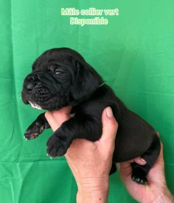 Les chiots de Dogue allemand