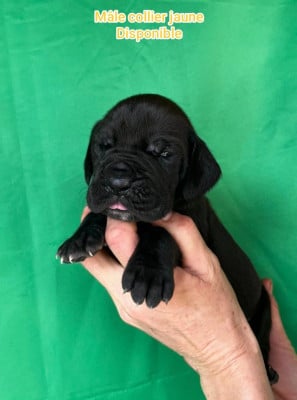 Les chiots de Dogue allemand