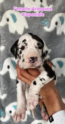 Les chiots de Dogue allemand