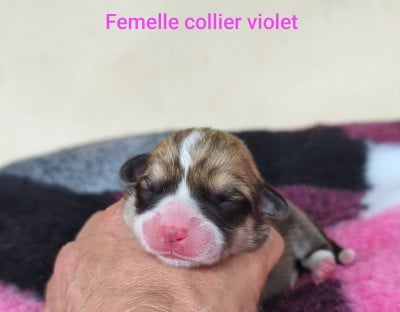 Les chiots de Welsh Corgi Pembroke