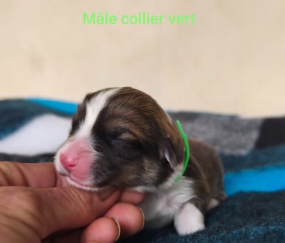 Les chiots de Welsh Corgi Pembroke